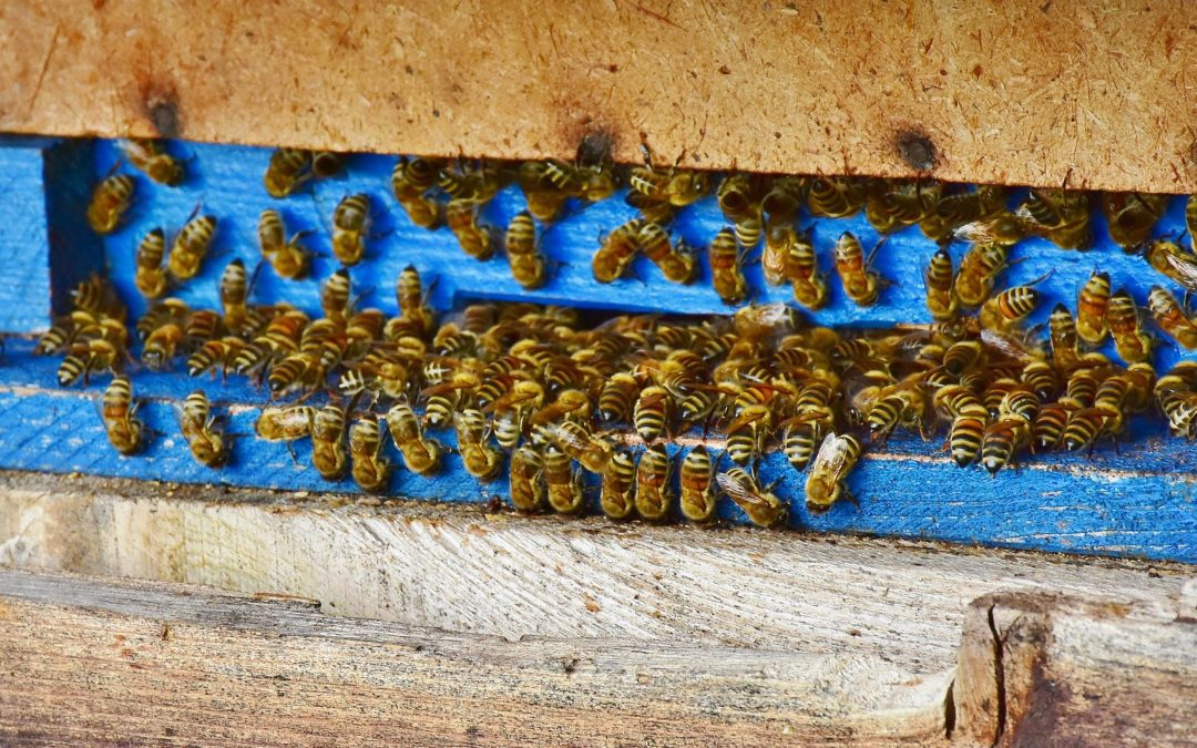 Bienen am Stockeingang
